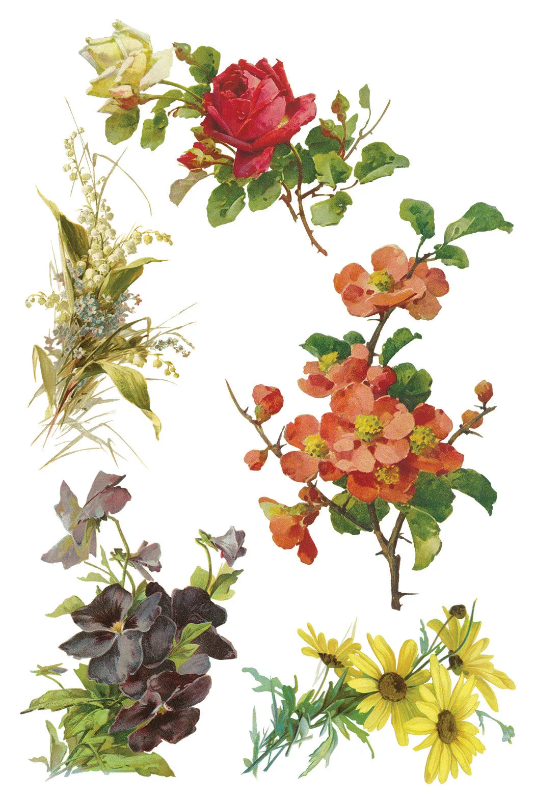More are on the way-Catharina IOD Transfer 8"x12" Pad™ -Iron Orchid Designs
