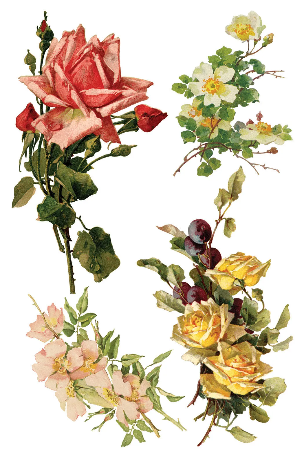 More are on the way-Catharina IOD Transfer 8"x12" Pad™ -Iron Orchid Designs